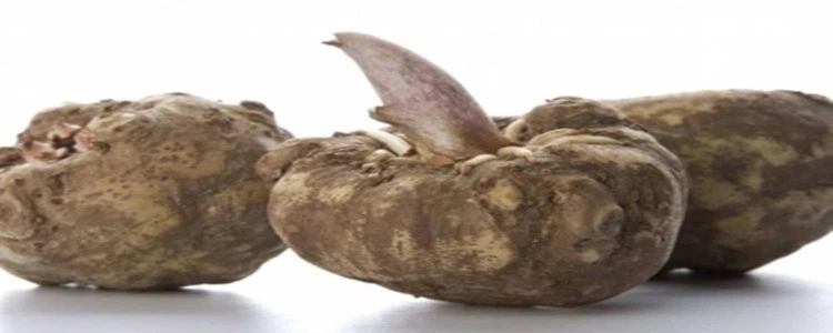 Konjac.png