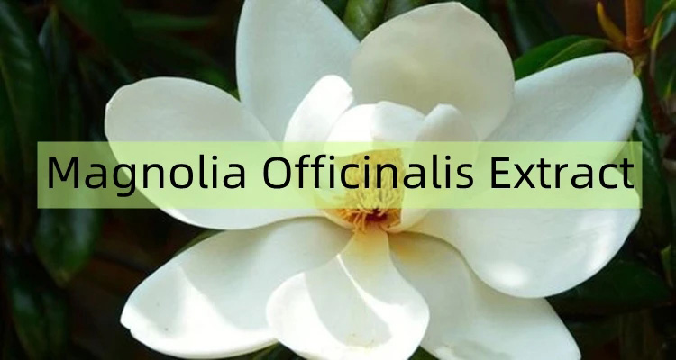 magnolia-bark-extract-powder.jpg