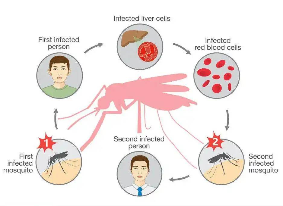 malaria